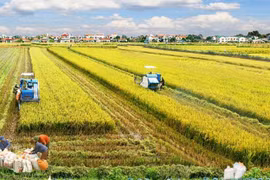 Australia y Vietnam cooperan en desarrollo de nuevas variedades de arroz