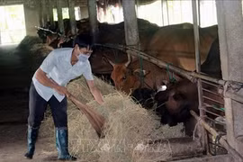 Cría de bovinos de carne trae buen ingreso a provincia vietnamita 