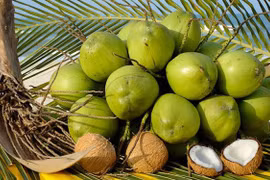 Provincia vietnamita por estimular exportación de productos de coco