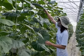 Promueven desarrollo de agricultura orgánica en provincia vietnamita