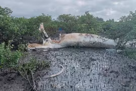 Detectan cadáver de una gran ballena en zona de manglares de Vietnam