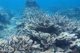 Vietnam se une a acción colectiva por el océano azul