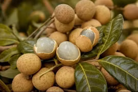 Mercado japonés registra alto consumo de longan vietnamita