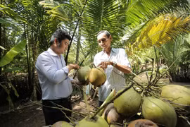 Vietnam prevé valor de exportación de mil millones de USD por exportaciones de coco