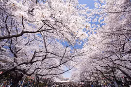 Crece afluencia de turistas vietnamitas a Japón