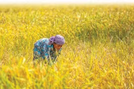 Indonesia toma medidas para reducir precio del arroz