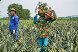 Valor total de exportación e importación de Laos alcanza 962 millones de dólares en febrero