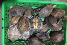 Condenan a prisión en Vietnam a dos personas por comercio ilícito de tortugas raras