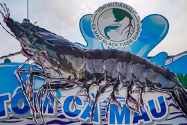Provincia de Ca Mau acogerá primer festival del camarón