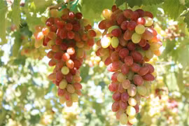 Experiencias interesantes en concurso "Hermosas uvas" en provincia vietnamita