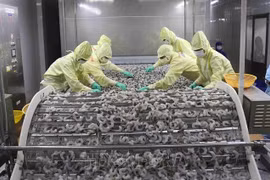 Vietnam por promover exportaciones camaroneras en medio de dificultades
