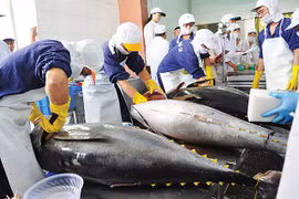Exportaciones de atún al Reino Unido aumentarán en los próximos meses