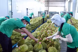 Exportaciones de productos agrícolas de Vietnam alcanzarán miles millones de dólares