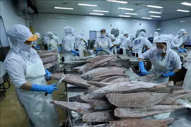 Atún se convierte por primera vez en industria multimillonaria de Vietnam