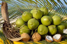 Valor de exportación de coco de Vietnam alcanzará mil millones de dólares en 2025