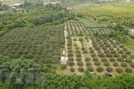 Provincia vietnamita busca aumentar presencia de productos agrícolas en mercado extranjero