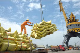 Aumenta precio de arroz exportable de Vietnam de enero a marzo