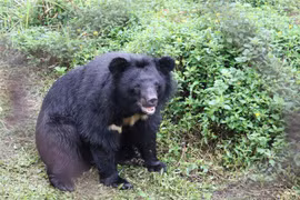 Localidad vietnamita desarrolla turismo asociado con conservación de osos