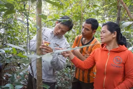 Necesita Indonesia gran fondo para reducción de emisiones forestales