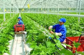 Vietnam impulsa construcción de zonas rurales inteligentes