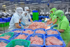 China compra gran cantidad de pescado Tra de Vietnam 