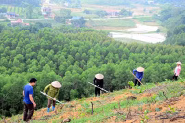 Plantan 38,7 mil nuevas hectáreas de bosques en Vietnam