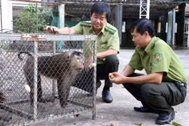 Fomentan Lao y Vietnam cooperación en protección de bosques
