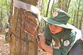 Vietnam y Laos cooperan para mejorar la calidad del caucho exportado