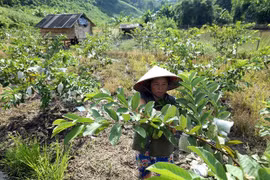 En Canadá seminario sobre logro de reducción de pobreza de Vietnam 