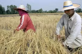 Tailandia eleva objetivo de exportación de arroz a 8,5 millones de toneladas en 2023