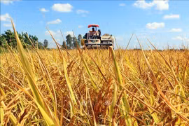Recopilan opiniones sobre proyecto de cultivo de arroz de alta calidad en Delta del Mekong