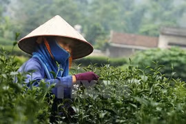 Valor de exportaciones de té de Vietnam a China se dispara