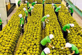 Vietnam impulsa exportación al mercado chino