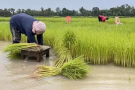 Vaticina disminución de producción de arroz en Tailandia