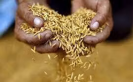 Exportaciones de arroz de Tailandia a Filipinas se duplicarán en 2023