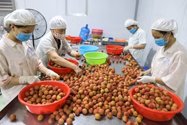 Vietnam trabaja por impulsar las exportaciones frutales