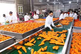 Exportación de verduras y frutas procesadas de Vietnam supera mil millones de USD