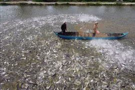 Producción prevista de bagre y pangasius de Vietnam en 2024 aumentará 2,8%