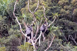  Reserva de biosfera Nui Chua, destino atractivo en la provincia de Ninh Thuan