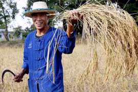 Tailandia se esfuerza por innovar el sector agrícola