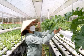 Aprueban proyecto de apoyo a cooperativas dirigidas por mujeres en Vietnam