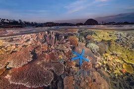 Fotógrafo vietnamita gana segundo premio en concurso internacional de fotografía oceánica
