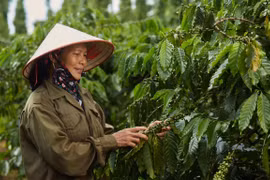 Nestlé ayuda a Vietnam a promover el modelo de agricultura regenerativa