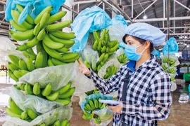 Exportaciones de durián, plátano y pitahaya de Vietnam dan buenas señales en 2023