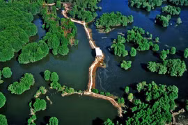 Nominan bosque de protección de Can Gio en lista de sitios Ramsar