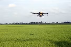 Proyecto agrícola financiado por BM beneficia a 29 mil hogares en provincia vietnamita