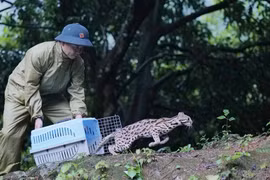 Vietnam por elevar responsabilidad empresarial en conservación de la vida silvestre