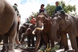 Celebran en provincia vietnamita Día Internacional del Elefante