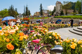 Sa Pa alberga mayor festival de rosas del Noroeste de Vietnam