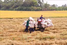 Exportaciones de arroz vietnamitas alcanzan cifras sin precedentes